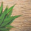 This image shows an image of cannabis leaves used for medical uses.